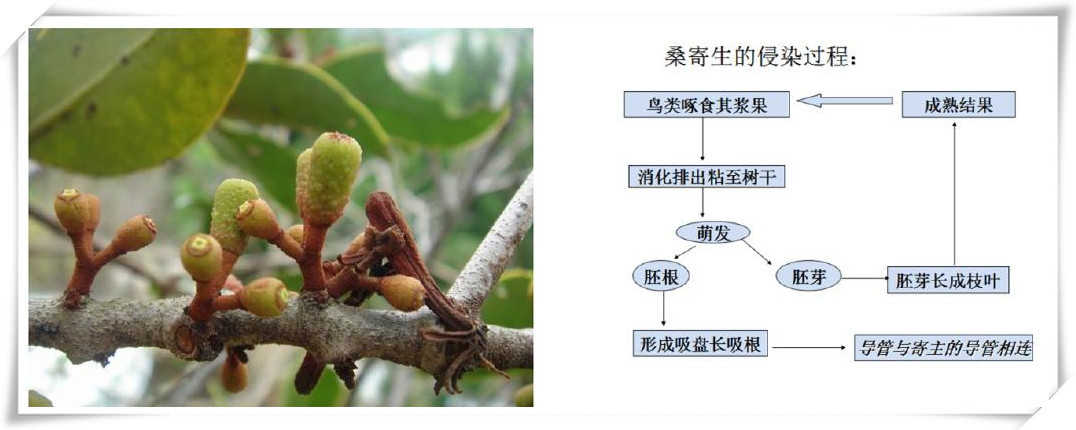 桑寄生