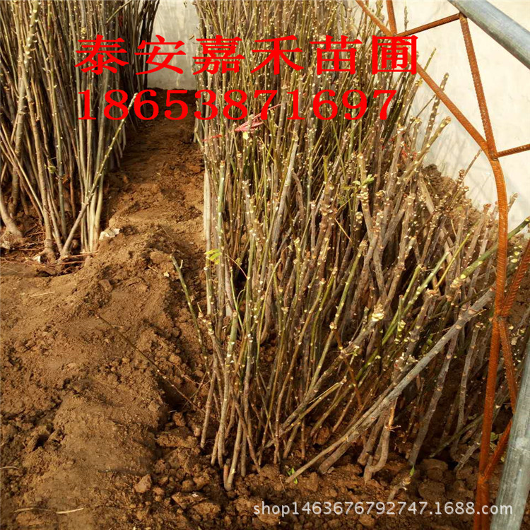 xc837_副本