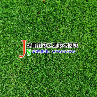 批發優質多年生綠化草坪種 多年生黑麥草工程綠化草坪混播易種植