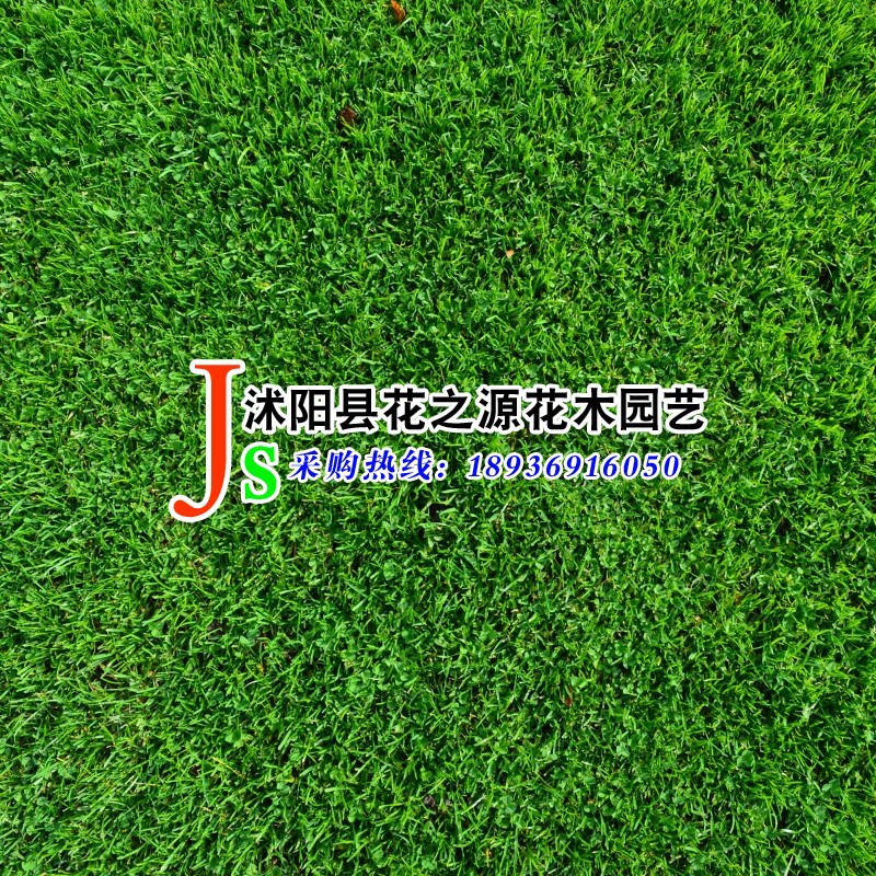 批發優質多年生綠化草坪種 多年生黑麥草工程綠化草坪混播易種植