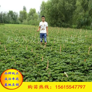 丰香草莓苗出售 基地直销 货源充足 现挖现卖 品种    .