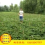 品种基地草莓苗