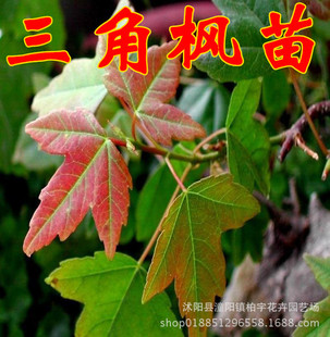 ��Ǘ�������������Ǘ����~����������С��ͥԺ��·�ͺ��G����ľ