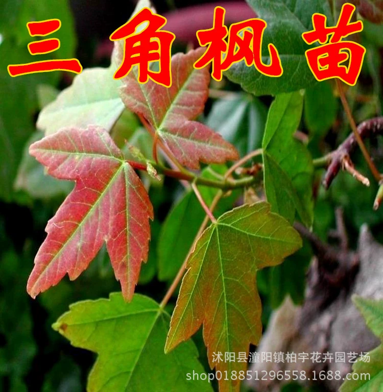 Пятиконечная рассада клена Пятиконечная Кленовая треугольник Кленовый цветной лист Кленовая рассада Зеленая рассада клена Большая и малая рассада Двор Дорога Морозостойкая озеленение Рассада