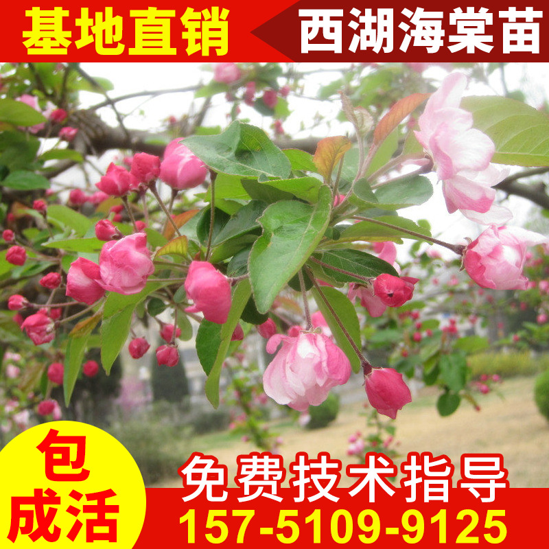 West Begonia seedlings Garden plants West House Begonia Landscape tree seedlings Evergreen green Arbor wholesale