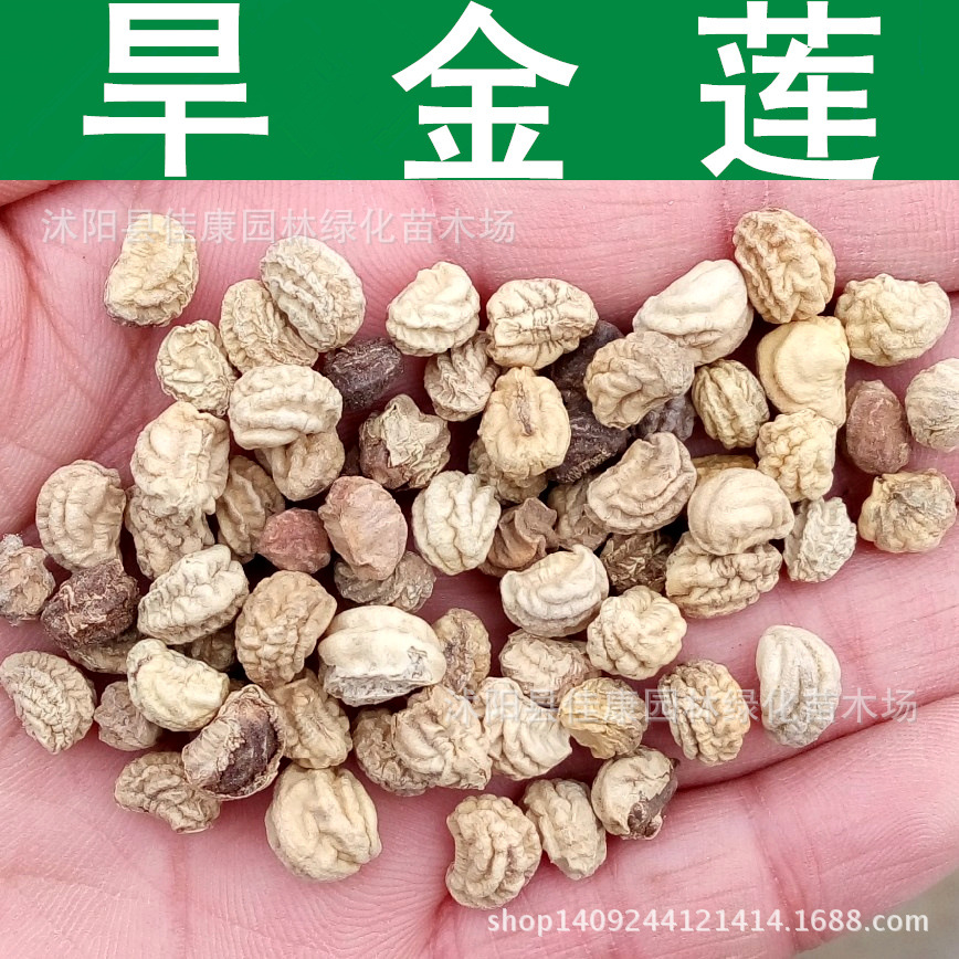 ������_����