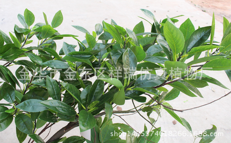 XRS-132单杆贵定云雾古茶叶树510叶1