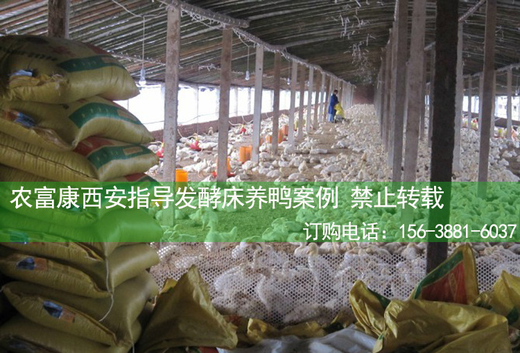 发酵床养鸭