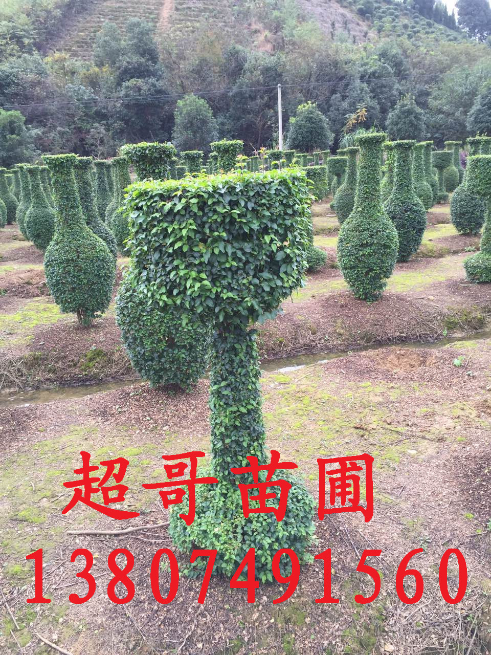 新建文件夹 (2)IMG_5456