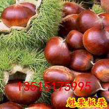 橘子树苗_新品种柑橘苗皇妃 沃柑树苗 稳产 橘