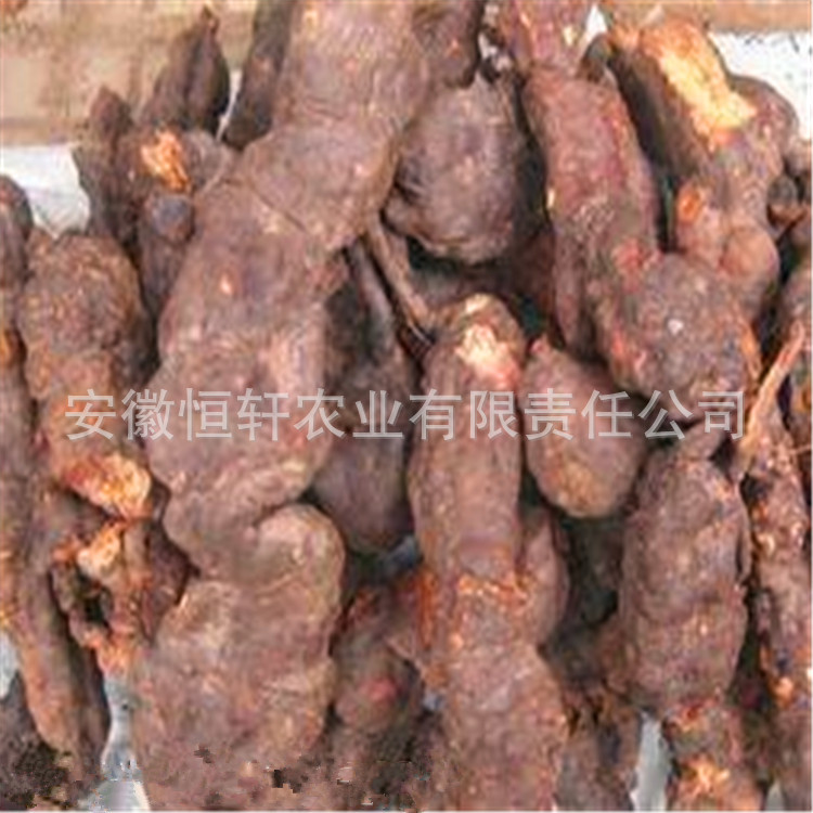 批发药材种苗 何首乌种苗 何首乌秧苗包回收 适应广 易管理