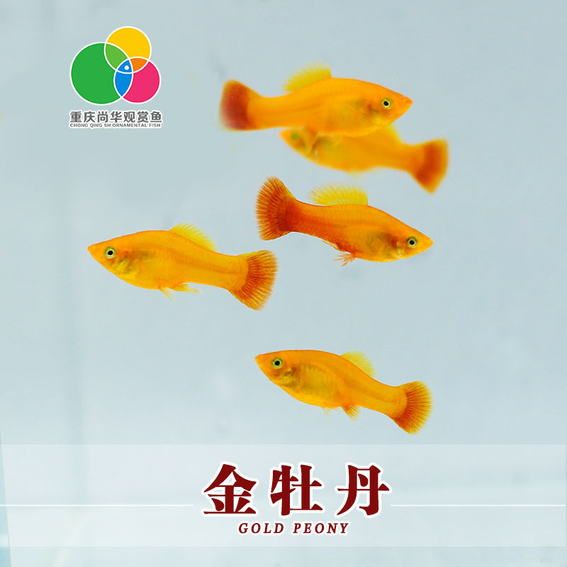 观赏热带鱼活体 金牡丹鱼  三色牡丹鱼小型淡水鱼活体渔场批发|ms