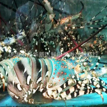 澳洲大龙虾价格_最新澳洲大龙虾价格\/批发报价