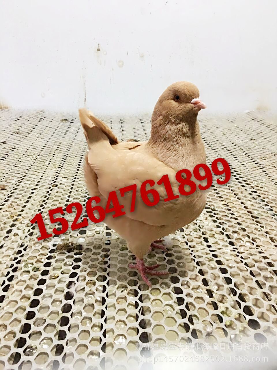 沈鸽_沈鸽供应商_沈鸽批发市场