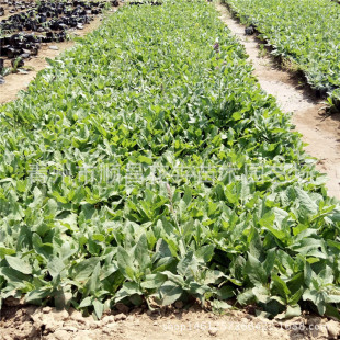 �޸��������l�޸��ݻ�ʯ����β���R�m