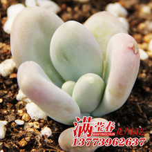 上海普货_名卉园艺 观音莲 上海经典多肉植物