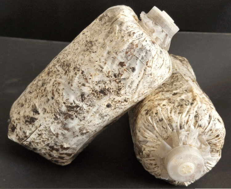 厂家直销天麻萌发菌天麻蒴果天麻种子苗天麻蜜环菌菌种花粉蒴果