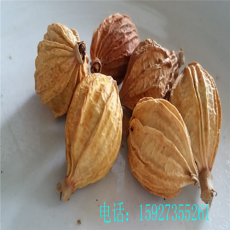 调料香料大全批发 香砂 川砂仁 香砂仁 壳沙川菜火锅