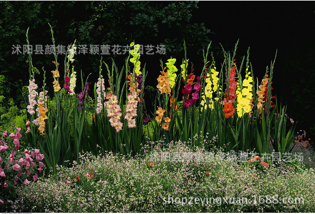 批发唐菖蒲种球 观花剑兰种球颜色齐全 彩色剑兰花种球 量大包邮-阿里巴巴