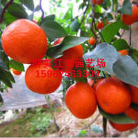 东方红桔苗_东方红桔苗橘子世纪红东方红桔子