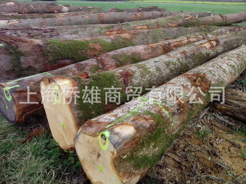 歐洲白橡木原木-2600元（1立方米）