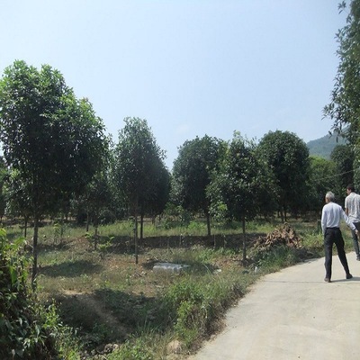 基地批发 1-2-3-8公分粗桂花树工程绿化庭院学校花坛小区桂花苗木|ru