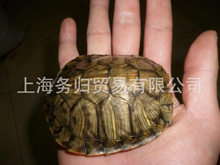巴西龟活体 乌龟活物2-3两 背甲8-9cm左右 黄金巴西 乌龟 批发