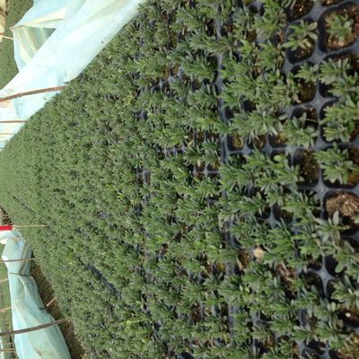 supply Good Lavender Seedlings considerable Light can Oil extraction