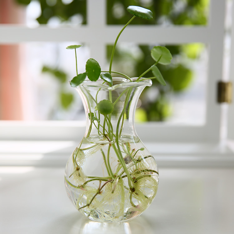 Vidrio transparente verde rábano florero botella florero hidropónico planta contenedor maceta accesorios para el hogar