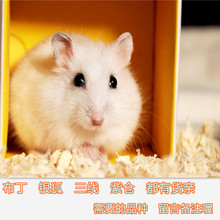 Bánh pudding bé Hamster Pet / fox / triplet / Pokemon tạp chí Tím sống chuột đồng bán buôn Hamster, thỏ, chim