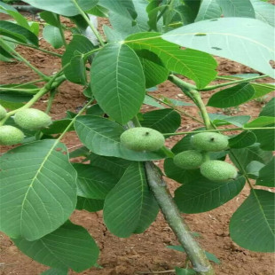 ���ϵ؅^��Ƥ���ҵ�Ʒ�N �����м޽Ӻ����� �߮a���ҵ���Ʒ�N