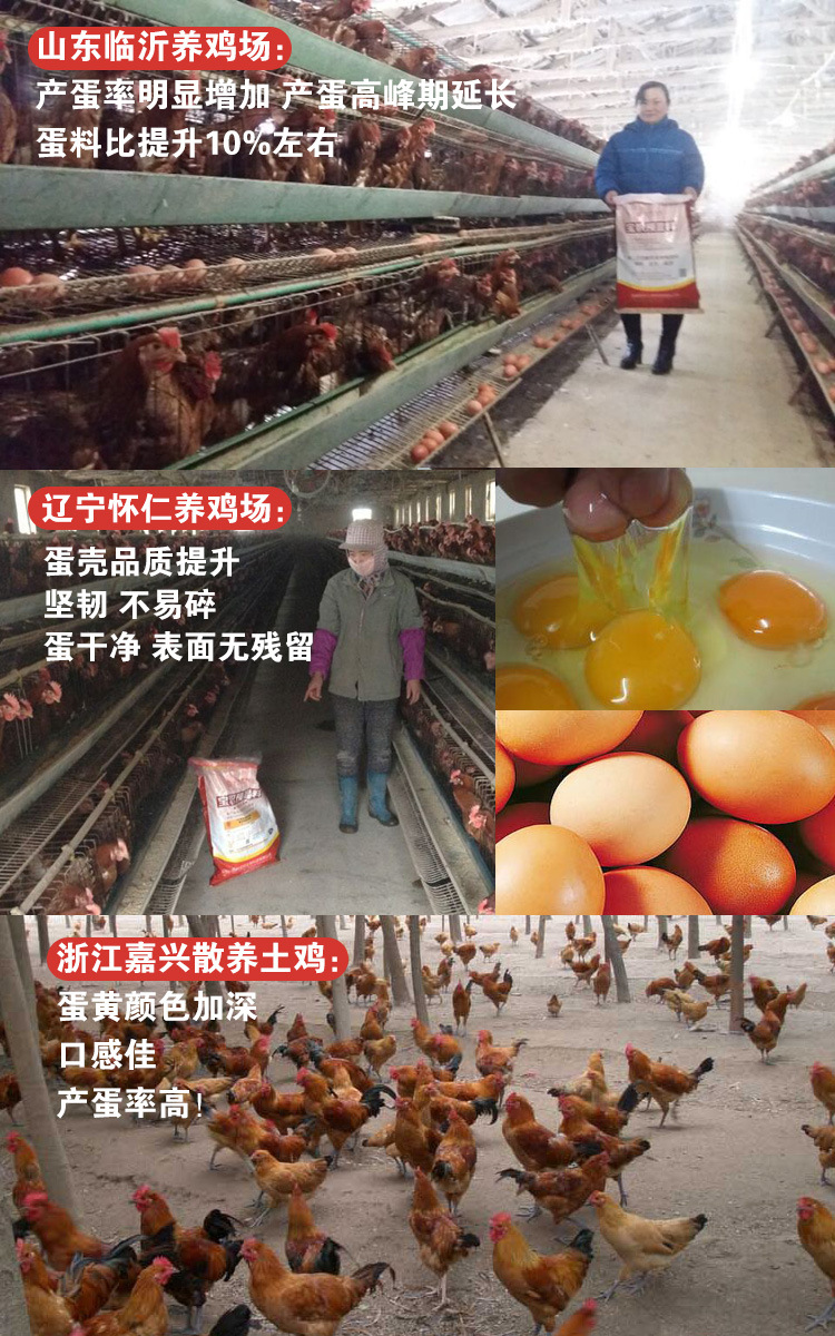 蛋鸡详情页4