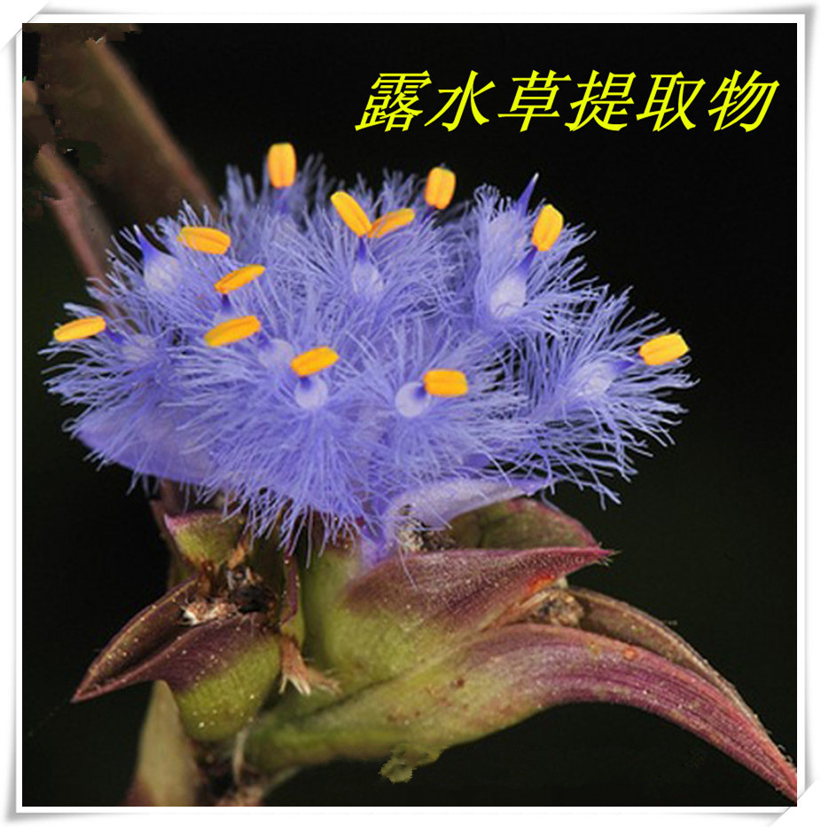 蜕皮激素 露水草2