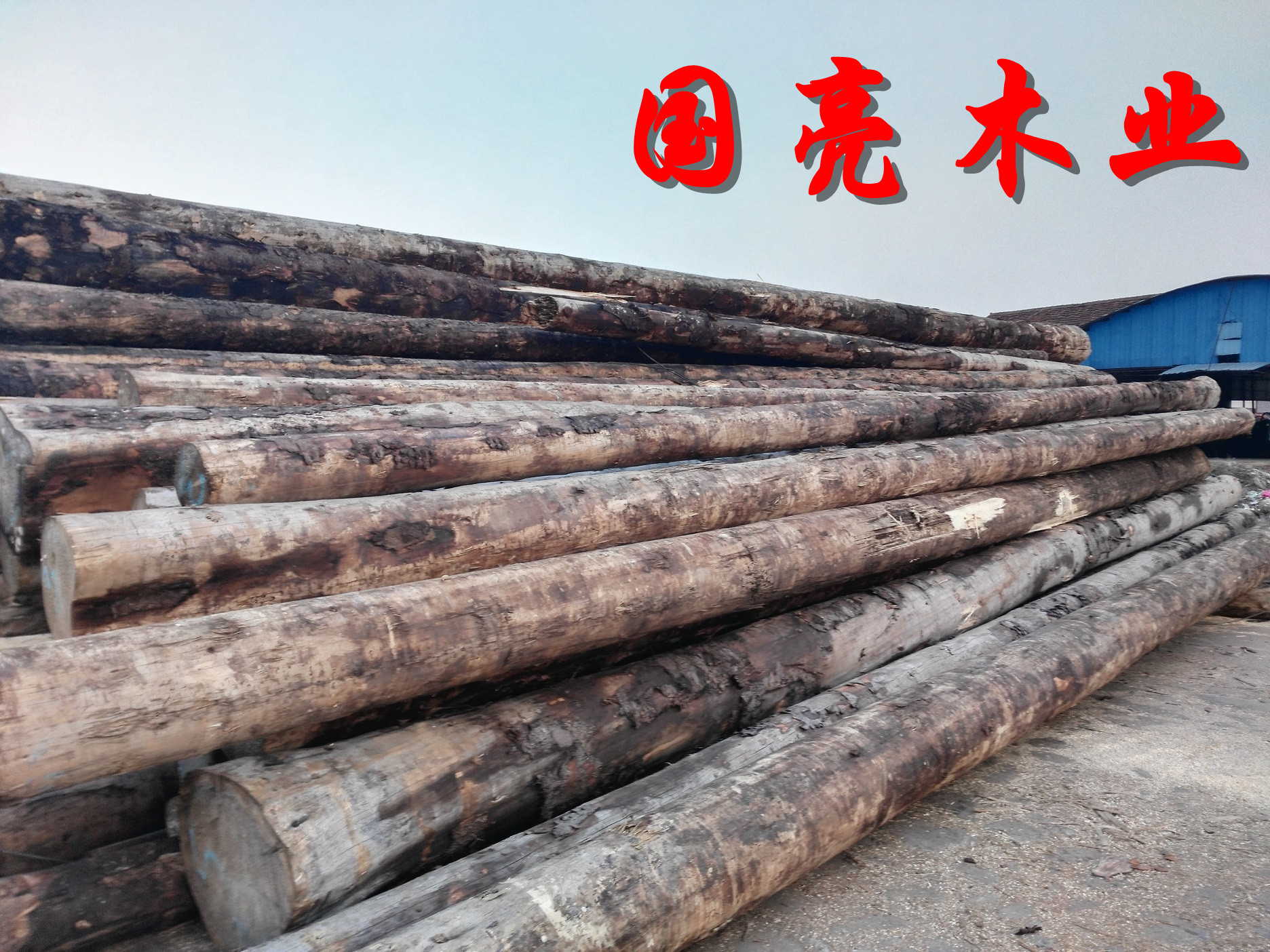 木材厂家 直销铁杉花旗松凉亭木屋古建防腐辐射松河道落叶松木|ms