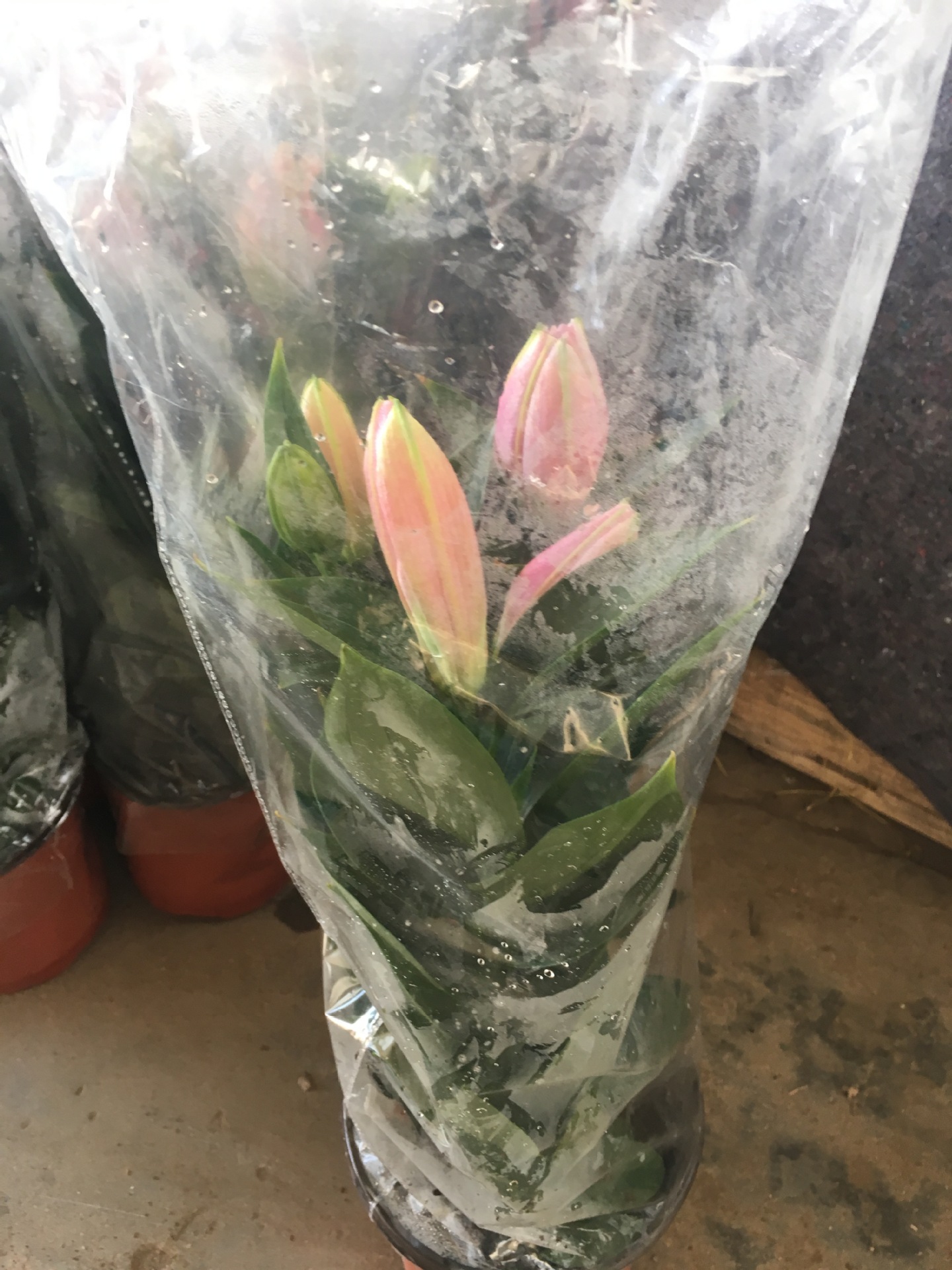 盆栽植物花卉 香水百合种球带芽 阳台绿植球根大球花种苗|ms