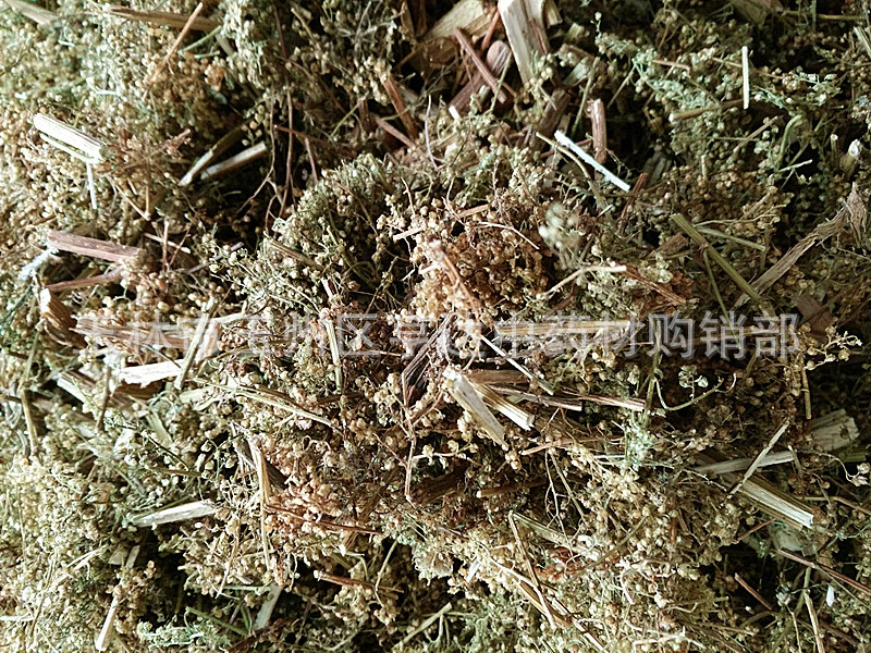 草类青蒿 桐臭蒿子香蒿 臭蒿 黄蒿 青高-阿里巴巴