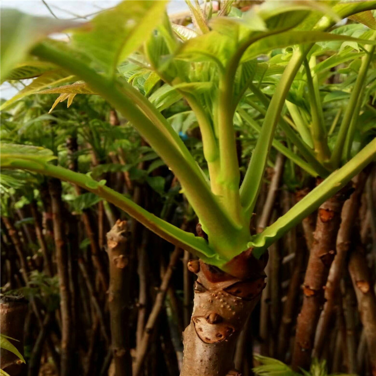香椿苗哪里多 泰山红油春的价格 大棚红油香椿苗 黑油椿哪里有卖