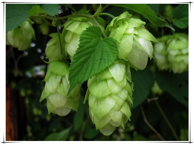啤酒花5