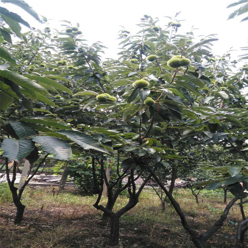板栗树用什么树嫁接,板栗在什么树上嫁接,麻栗树可以嫁接板栗吗_大山谷图库