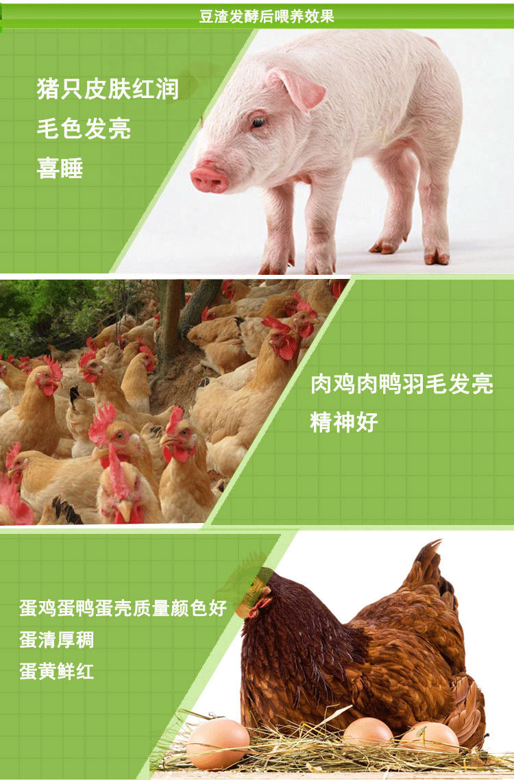 豆渣饲料发酵剂