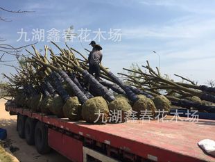 �����{���10-20����,�G�������е���N