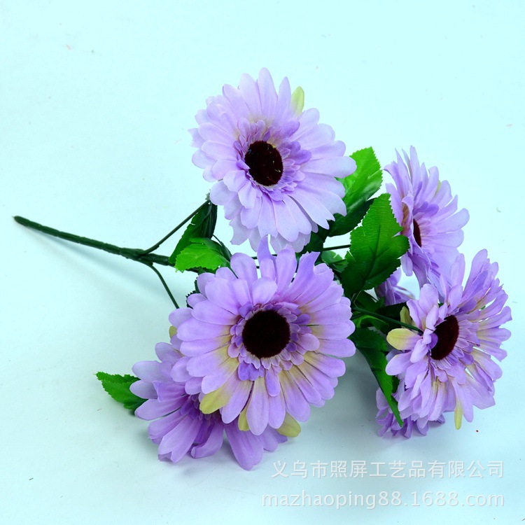 7头非洲菊18