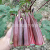 Red okra seed seed seeds, yellow okra, four seasons of vegetable spring broadcast early balcony spring vegetable Laizi vegetable autumn