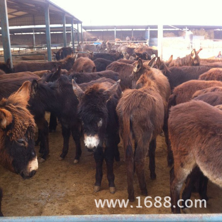 肉驴养殖场 德州驴繁育基地 手把手教你肉驴苗育肥