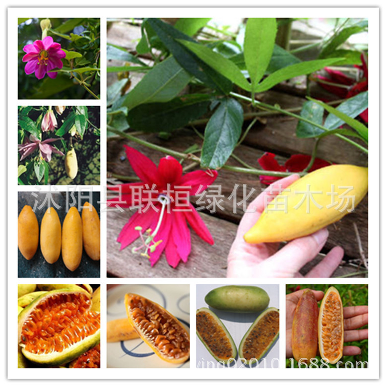 罕见的香蕉西番莲种子罕见百香果种子-粉红色的花 热带花园西番莲