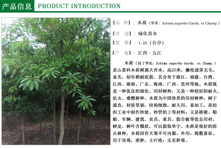 哪个品种的木荷最短,木荷木材图片,木荷耐寒多少度_大山谷图库
