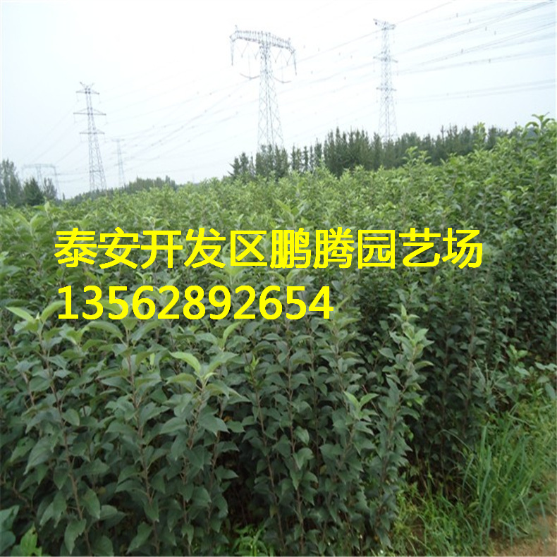 b201510292144419750