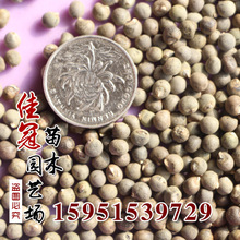 补肾草种子价格_最新补肾草种子价格\/批发报价