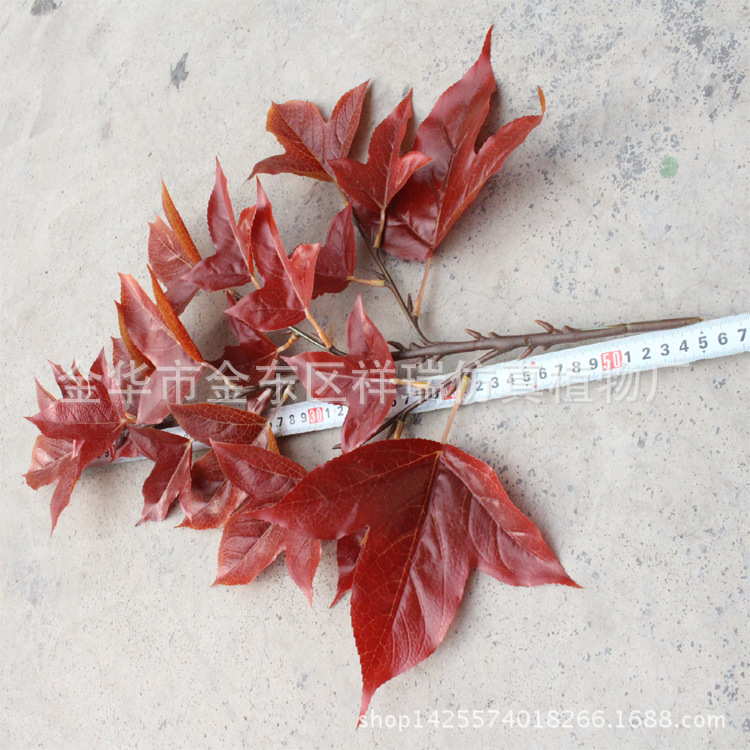 XRB-158三角枫四叉枝19叶3