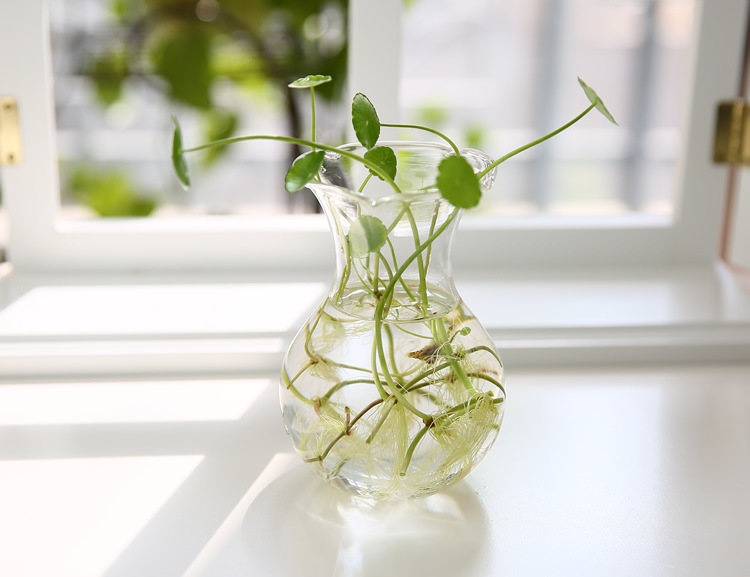 Vidrio transparente verde rábano florero botella florero hidropónico planta contenedor maceta accesorios para el hogar